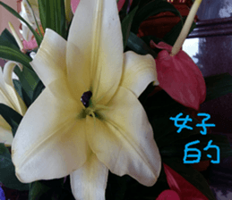 Lele nature landscape photos sticker #13878277