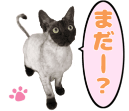 Baratanuki's cat's life sticker #13879735