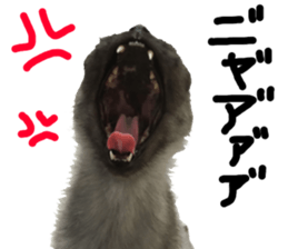 Baratanuki's cat's life sticker #13879738