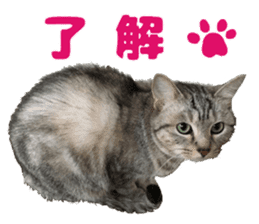 Baratanuki's cat's life sticker #13879739