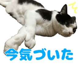 Baratanuki's cat's life sticker #13879740