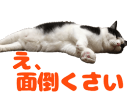 Baratanuki's cat's life sticker #13879741