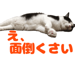 Baratanuki's cat's life sticker #13879741