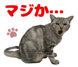 Baratanuki's cat's life sticker #13879742