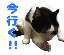 Baratanuki's cat's life sticker #13879743