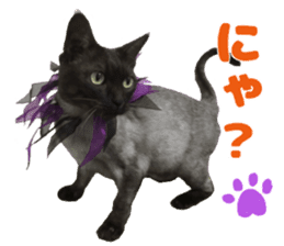 Baratanuki's cat's life sticker #13879744