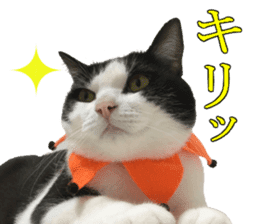 Baratanuki's cat's life sticker #13879745