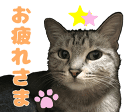Baratanuki's cat's life sticker #13879747