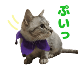 Baratanuki's cat's life sticker #13879749