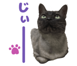 Baratanuki's cat's life sticker #13879752