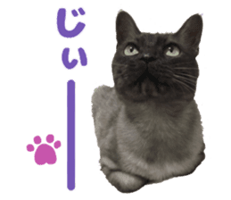 Baratanuki's cat's life sticker #13879752
