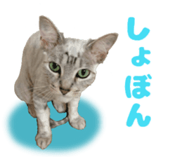 Baratanuki's cat's life sticker #13879753