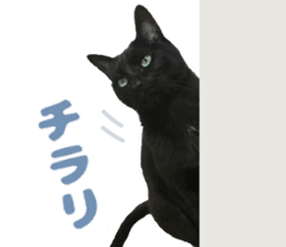 Baratanuki's cat's life sticker #13879754
