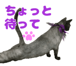 Baratanuki's cat's life sticker #13879755