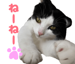 Baratanuki's cat's life sticker #13879758