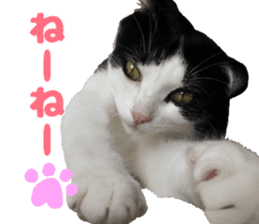 Baratanuki's cat's life sticker #13879758