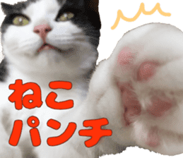 Baratanuki's cat's life sticker #13879760