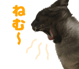 Baratanuki's cat's life sticker #13879761