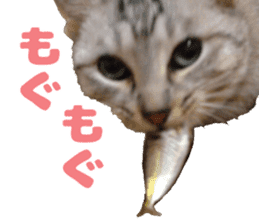 Baratanuki's cat's life sticker #13879762