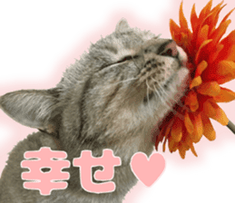 Baratanuki's cat's life sticker #13879764