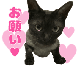 Baratanuki's cat's life sticker #13879765