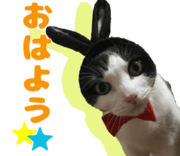 Baratanuki's cat's life sticker #13879770