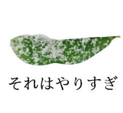 Green soybeans for now. sticker #13881383