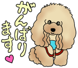 CoCo the Poodle sticker #13882686