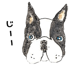 LOVE Boston Terrier sticker #13886026