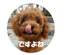 Toy Poodle Lion 2 sticker #13886558