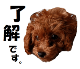 Toy Poodle Lion 2 sticker #13886559