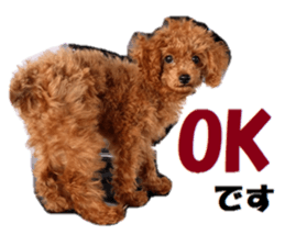 Toy Poodle Lion 2 sticker #13886560