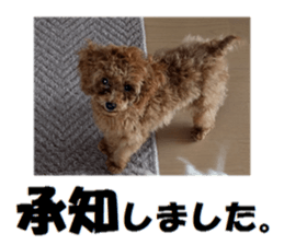 Toy Poodle Lion 2 sticker #13886561