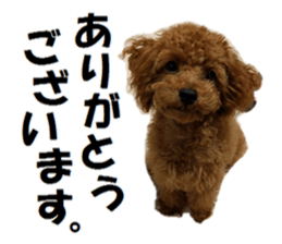 Toy Poodle Lion 2 sticker #13886562