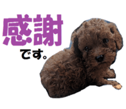 Toy Poodle Lion 2 sticker #13886563