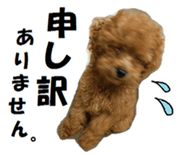 Toy Poodle Lion 2 sticker #13886564