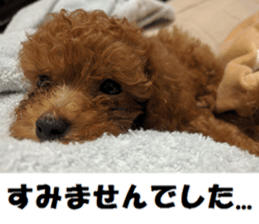 Toy Poodle Lion 2 sticker #13886565