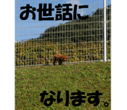 Toy Poodle Lion 2 sticker #13886566