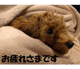 Toy Poodle Lion 2 sticker #13886567