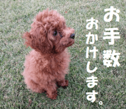 Toy Poodle Lion 2 sticker #13886568