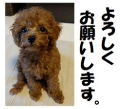 Toy Poodle Lion 2 sticker #13886569
