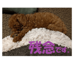 Toy Poodle Lion 2 sticker #13886571