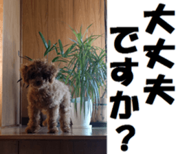 Toy Poodle Lion 2 sticker #13886572