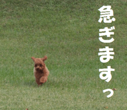 Toy Poodle Lion 2 sticker #13886573