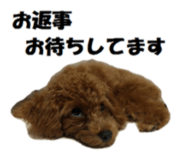 Toy Poodle Lion 2 sticker #13886574
