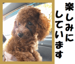 Toy Poodle Lion 2 sticker #13886575