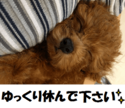 Toy Poodle Lion 2 sticker #13886576