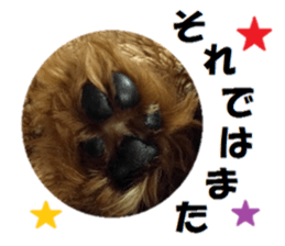 Toy Poodle Lion 2 sticker #13886577