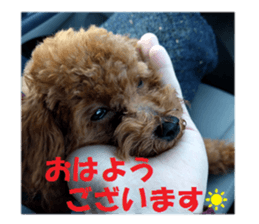 Toy Poodle Lion 2 sticker #13886578