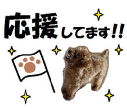 Toy Poodle Lion 2 sticker #13886580